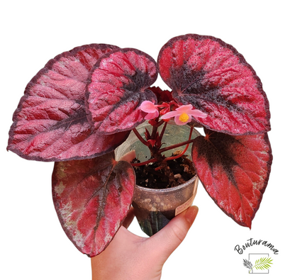 Bégonia Rex "Red Kiss"