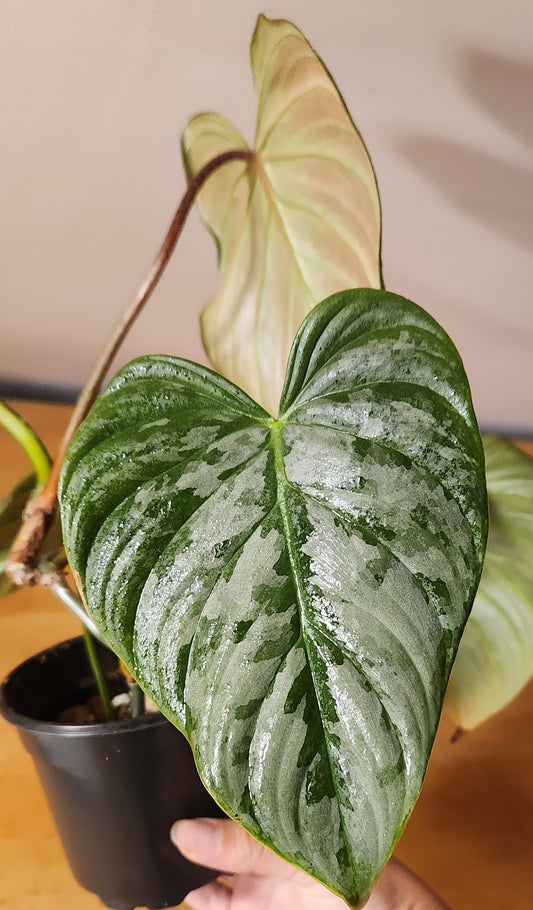 Philodendron Majestic