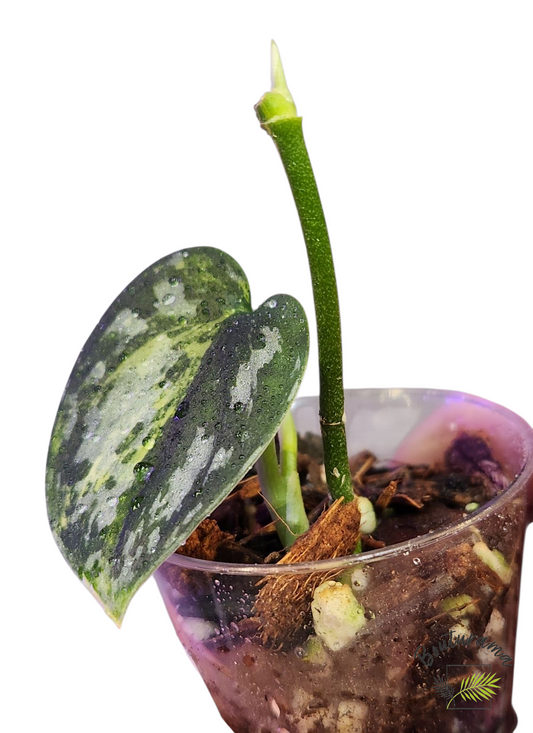 Scindapsus Apolaki