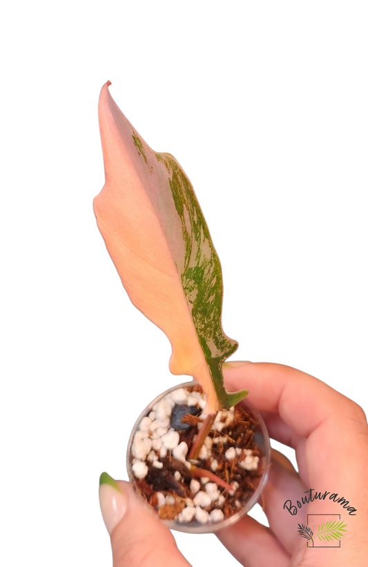 Philodendron Florida Beauty x Tortum