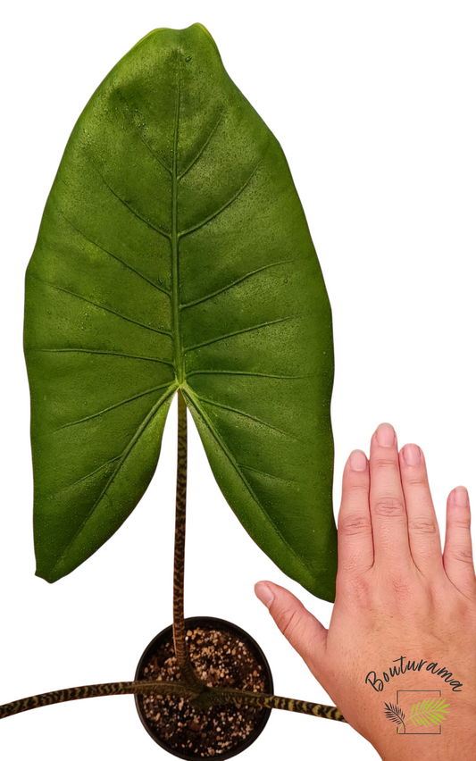 Alocasia Zebrina