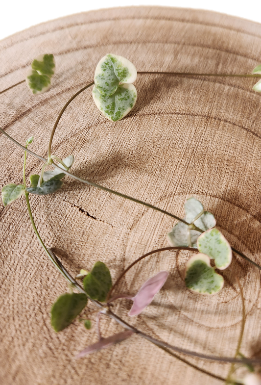 Chaine de coeur variegated
