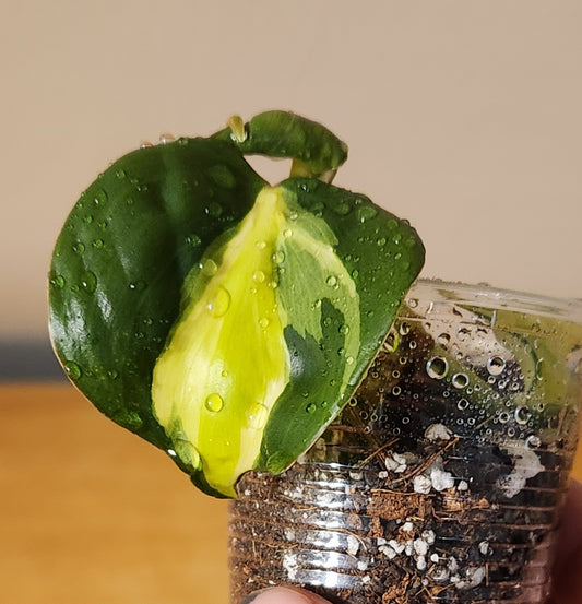 Philodendron Cream Splash