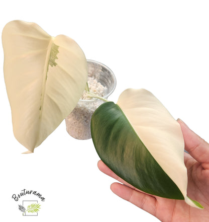 Monstera Albo