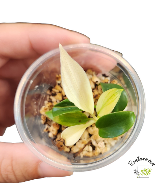 Philodendron Florida Ghost