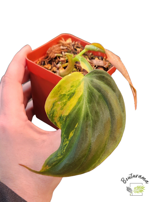 Philodendron Micans Variegata