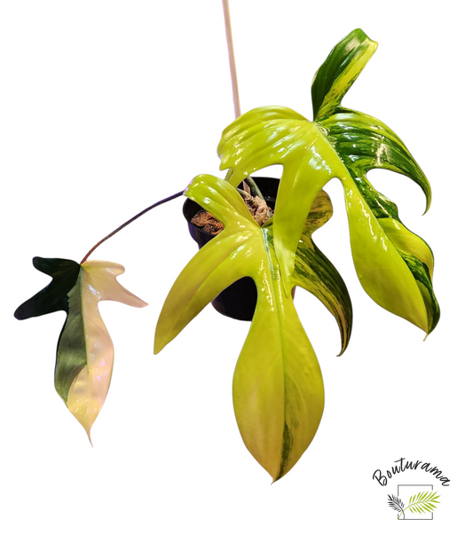 Philodendron Florida Beauty