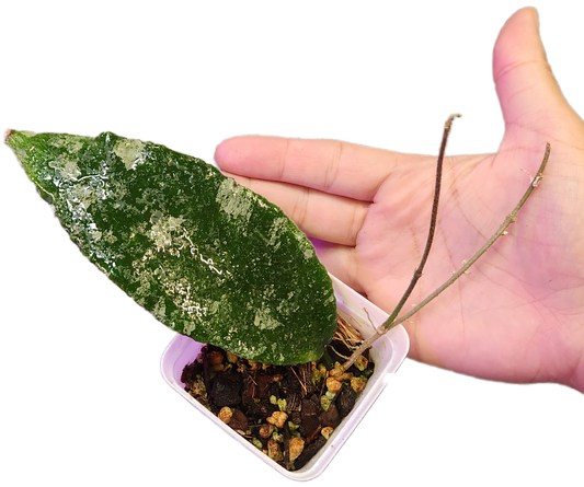 Hoya Caudata Silver