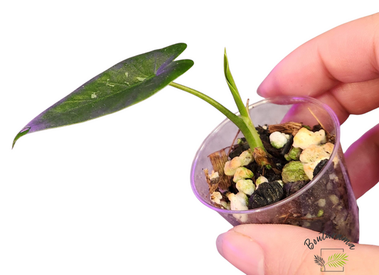 Alocasia Okinawa Silver
