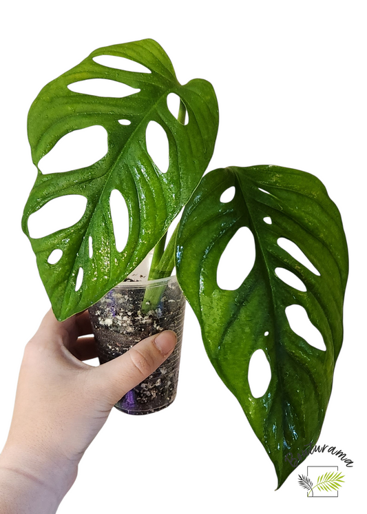 Monstera Adansonii