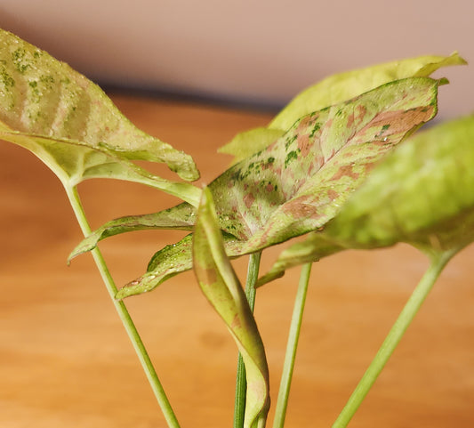 Syngonium Milk Confetti Tri-color variegated