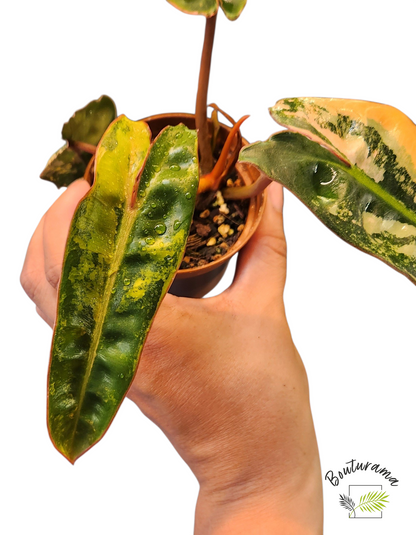 Philodendron Billietiae Variegata
