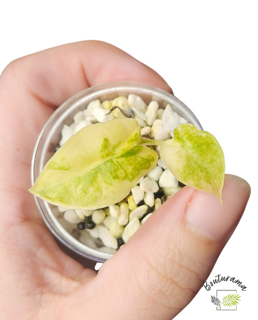 Alocasia Gigantea Aurea