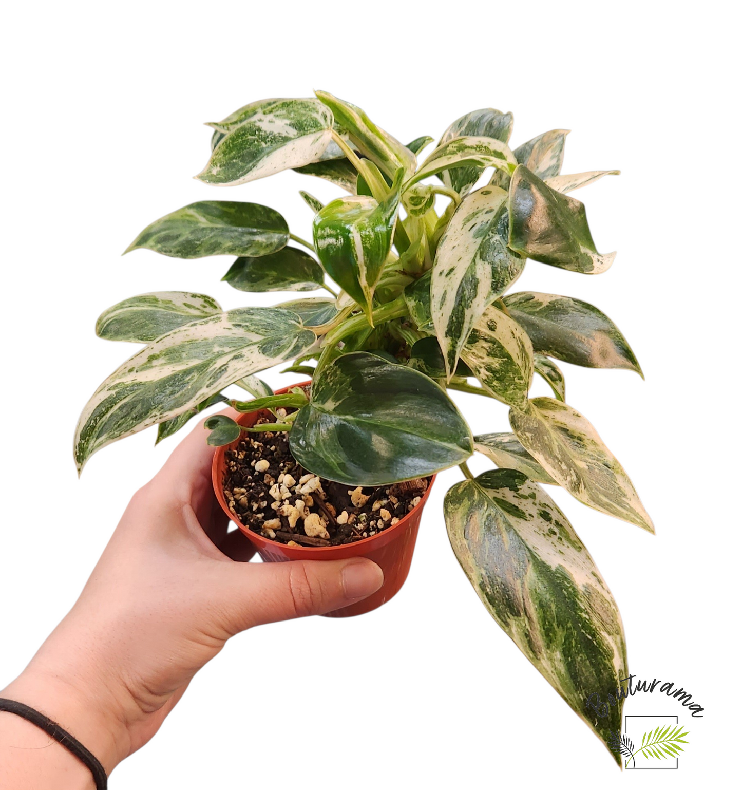 Philodendron Emerald Ice Variegata
