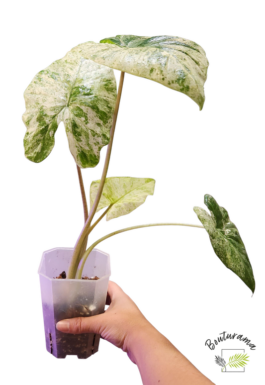 Alocasia Macrorrhiza Camouflage
