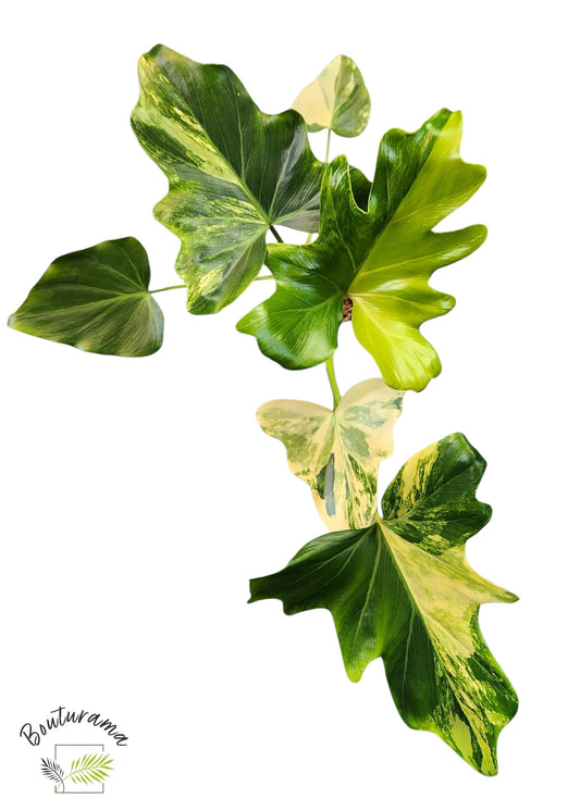 Philodendron Williamsii Variegated