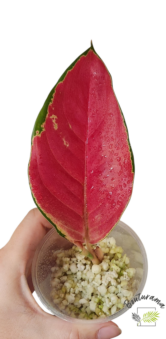 Aglaonema Star King Red