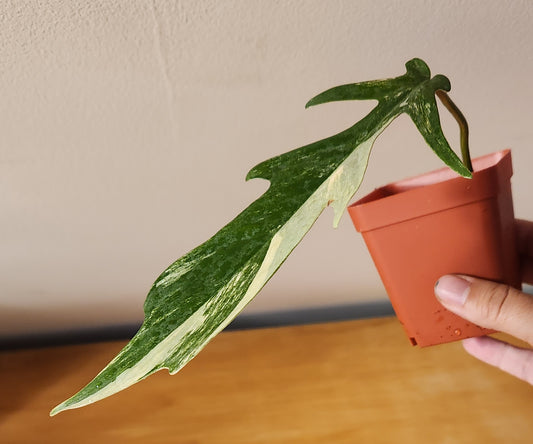 Philodendron Florida Beauty x Tortum