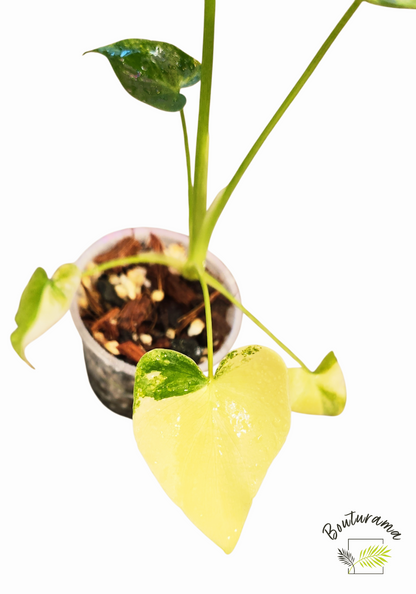 Philodendron Williamsii Variegated