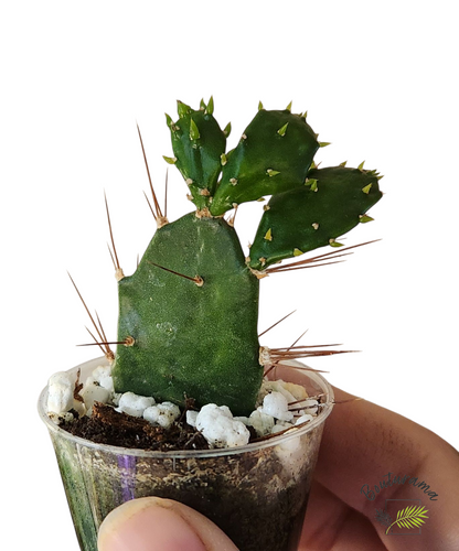 Opuntia Brasiliensis
