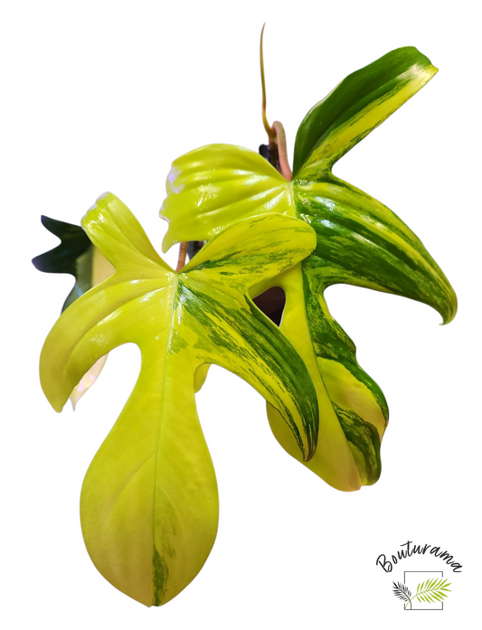 Philodendron Florida Beauty