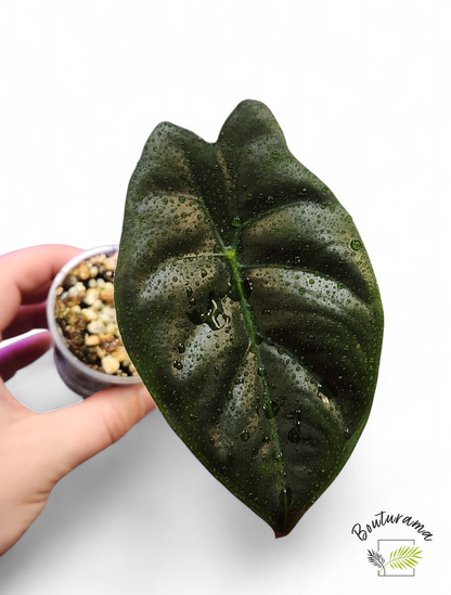 Alocasia Golden Bone