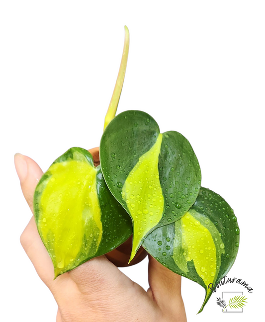 Philodendron Brazil