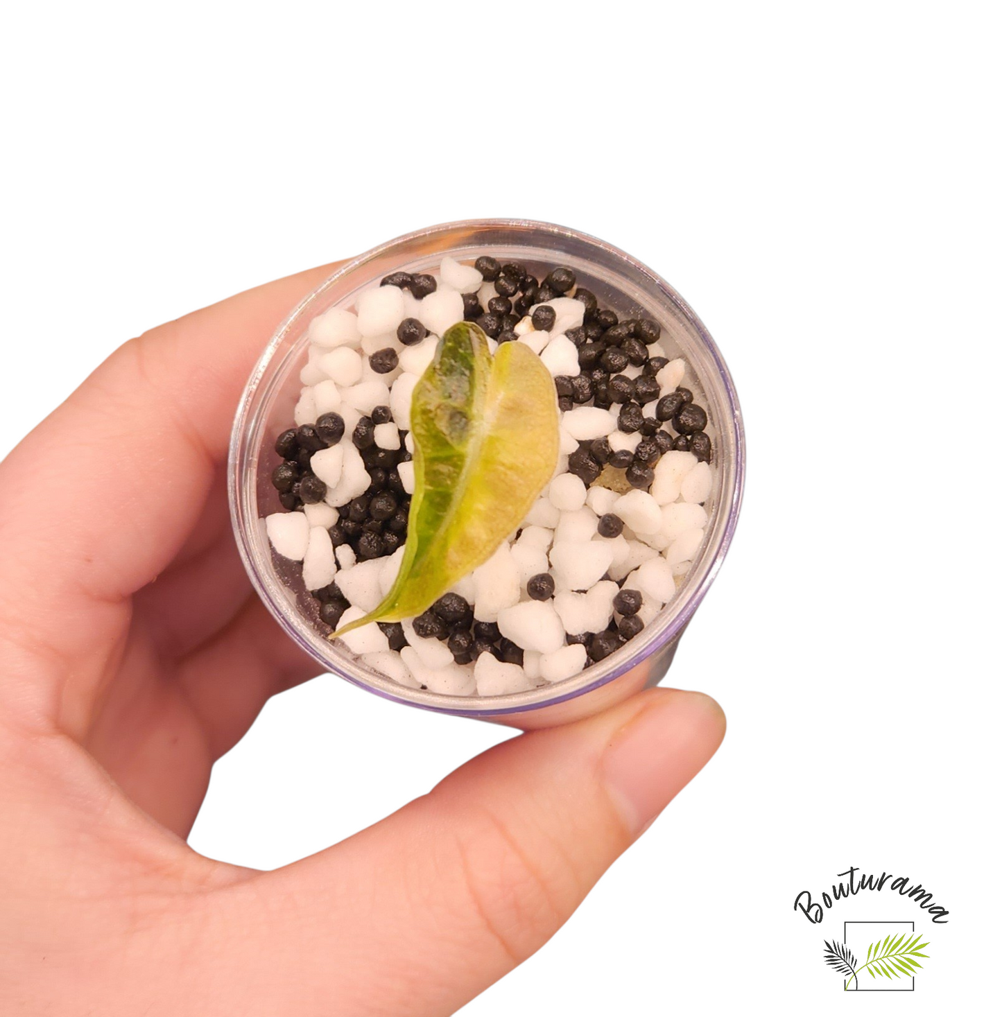 Alocasia Amazonica Aurea