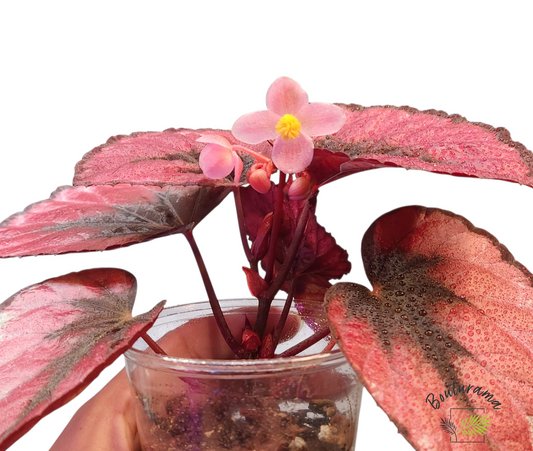 Bégonia Rex "Red Kiss"
