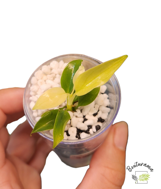 Philodendron Florida Ghost