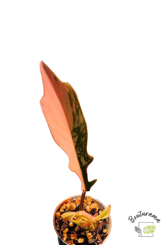 Philodendron Florida Beauty x Tortum