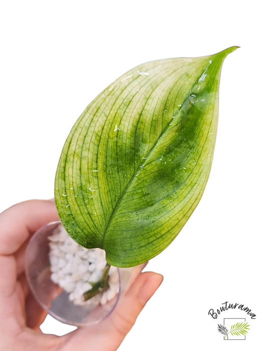 Scindapsus White Monster