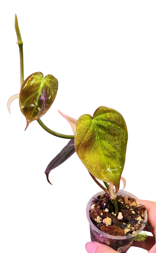 Philodendron Micans Pink variegated- Possible Revert