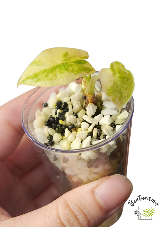 Alocasia Gigantea Aurea