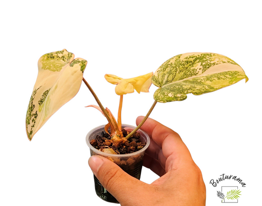 Philodendron Gloriosum Variegata