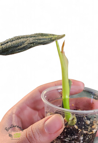 Philodendron Melanochrysum