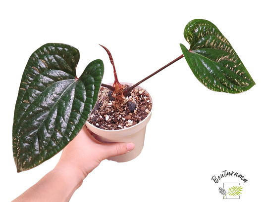 Anthurium Radicans x Luxurians