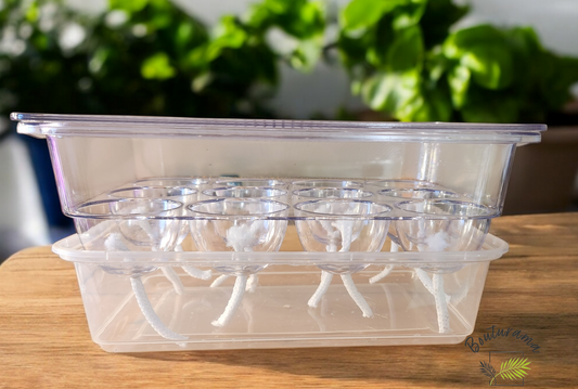 Plateau semi-hydro / pour bulbilles d'alocasias