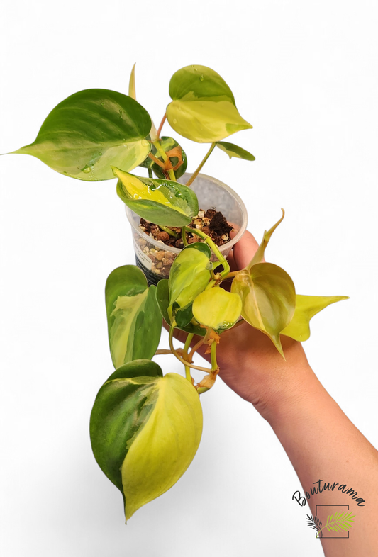 Philodendron Brasil