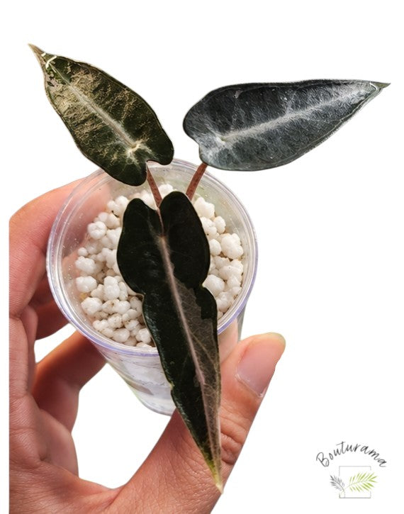 Alocasia Bambino Pink variegated