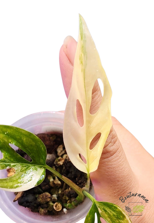 Monstera Acuminata Albo Mint