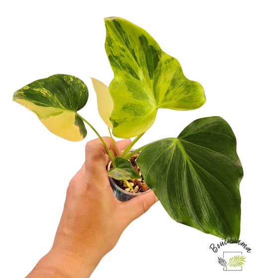 Philodendron Williamsii Variegated