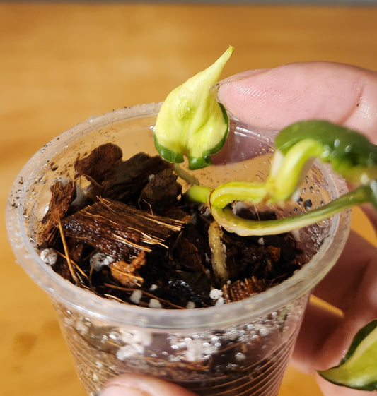Philodendron Cream Splash