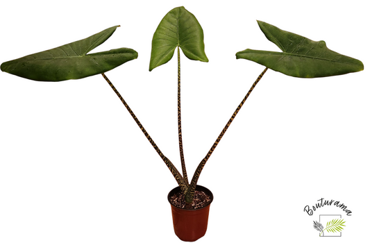 Alocasia Zebrina