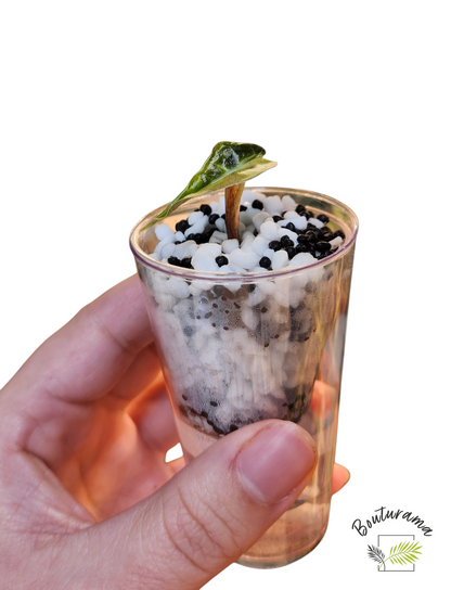 Alocasia Amazonica Aurea