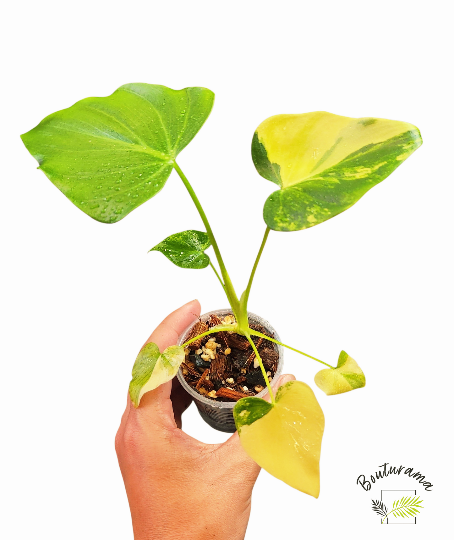 Philodendron Williamsii Variegated