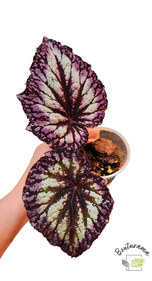 Begonia Rex "Fireworks"