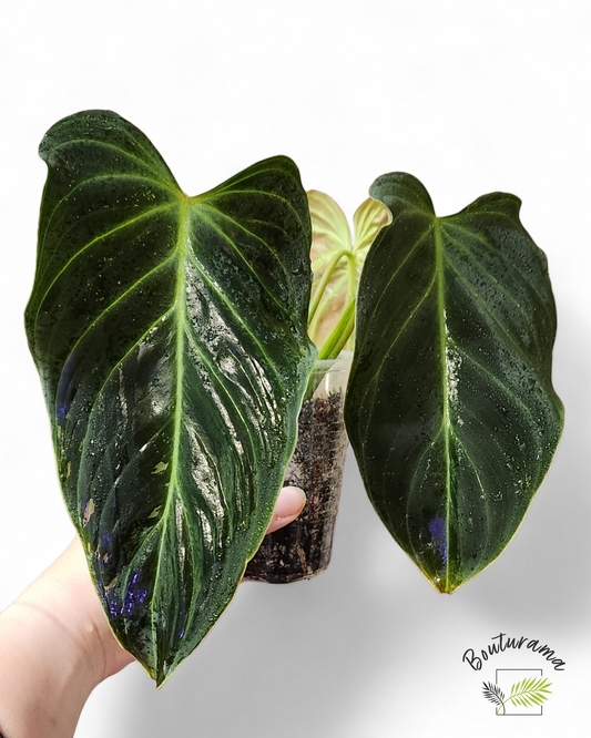 Philodendron Splendid