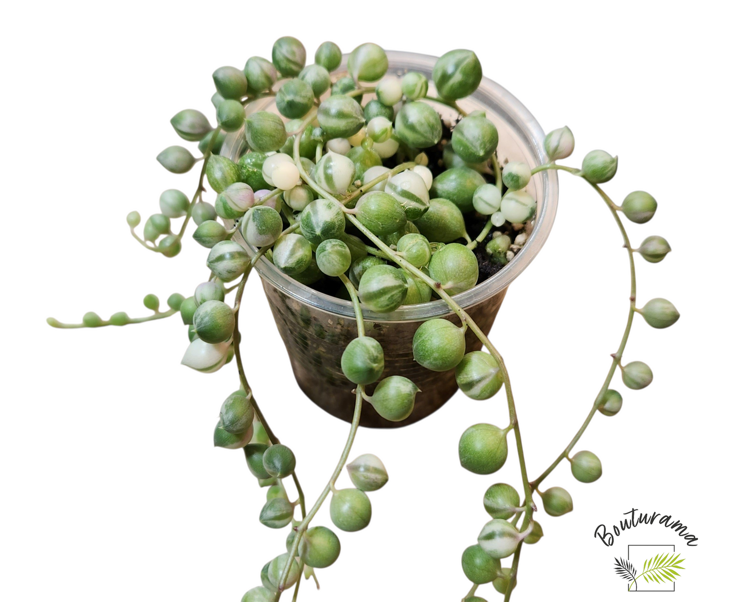 Chaine de perles Variegata