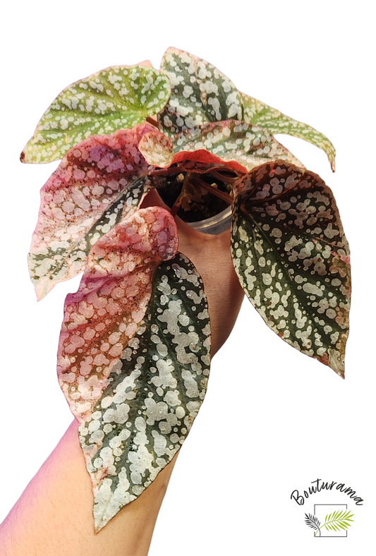 Begonia Snowcapped Variegata